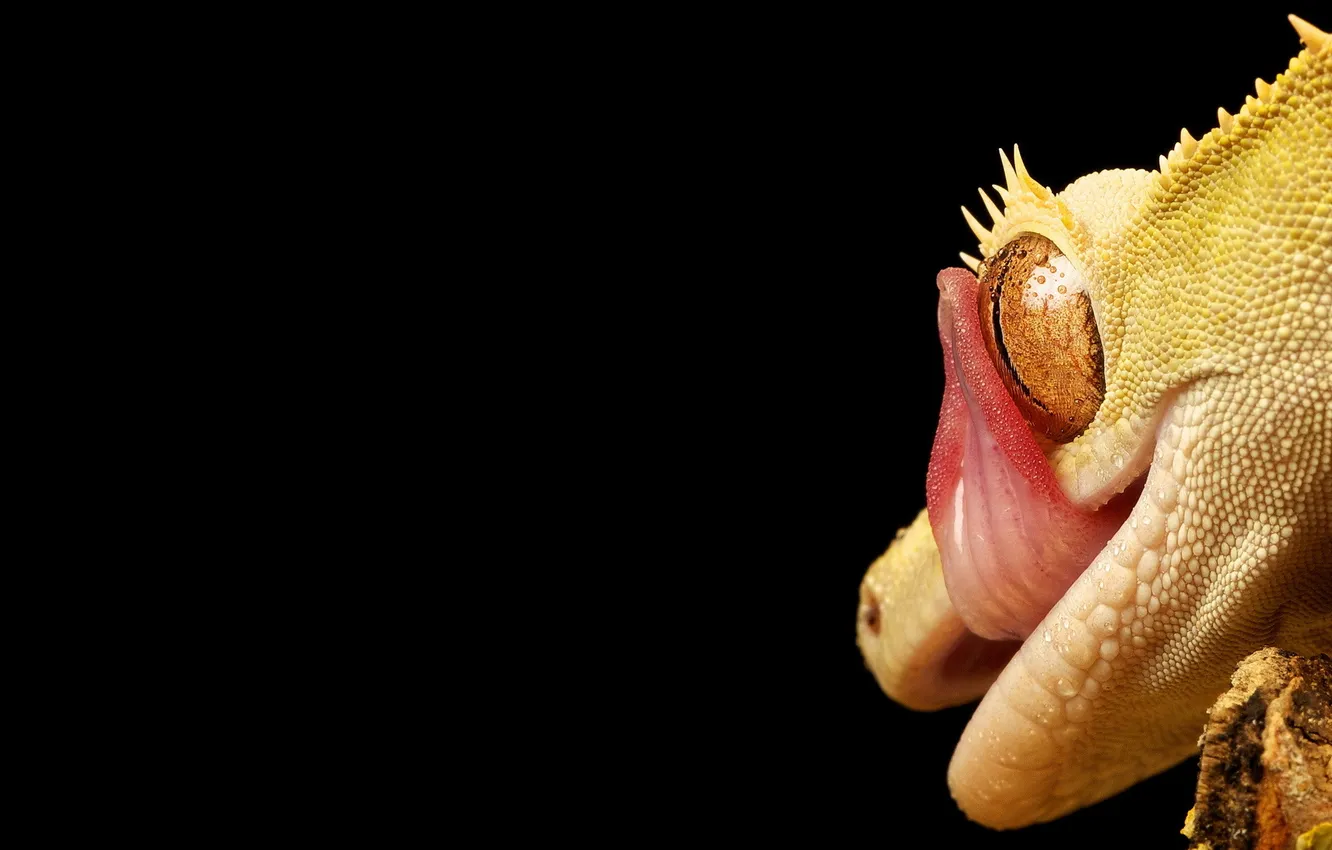 Photo wallpaper macro, nature, lizard