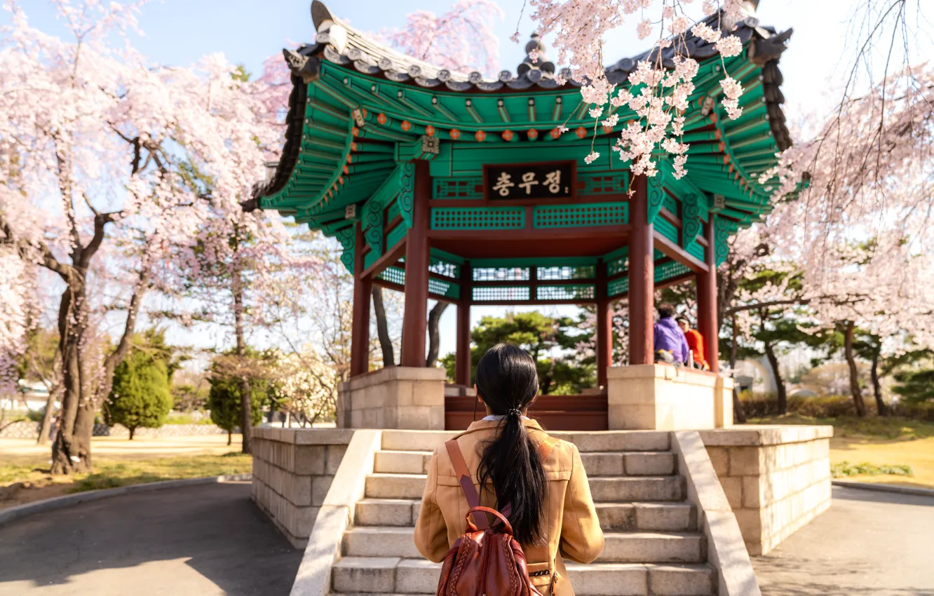 Photo wallpaper Girl, Park, South Korea, Seoul, Park, Cherry blossom, Seoul, South Korea