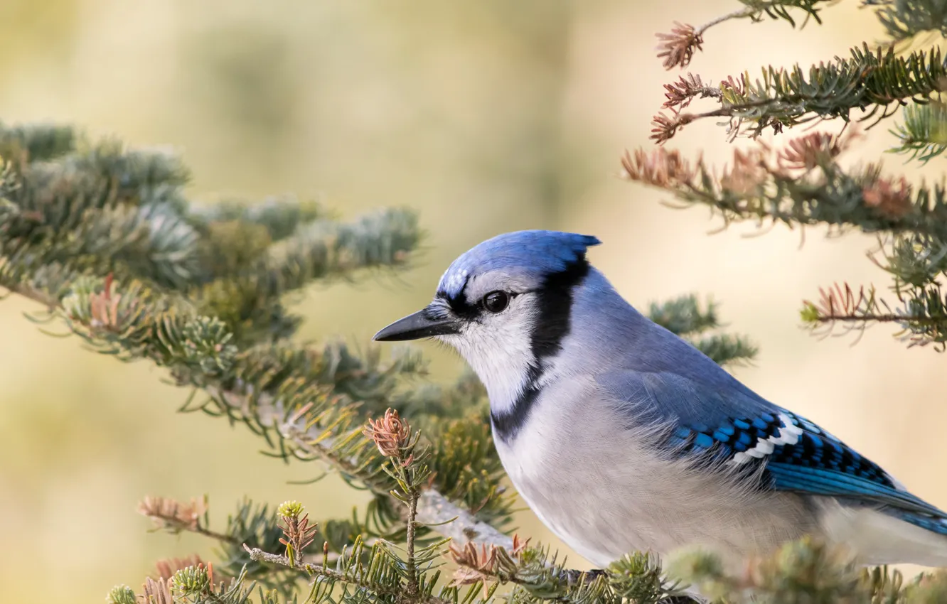 Photo wallpaper branches, bird, beak, Blue Jay