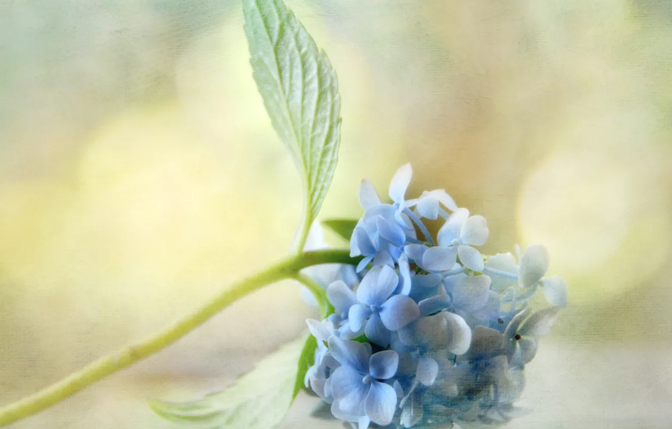 Photo wallpaper leaves, glare, background, texture, blue, hydrangea