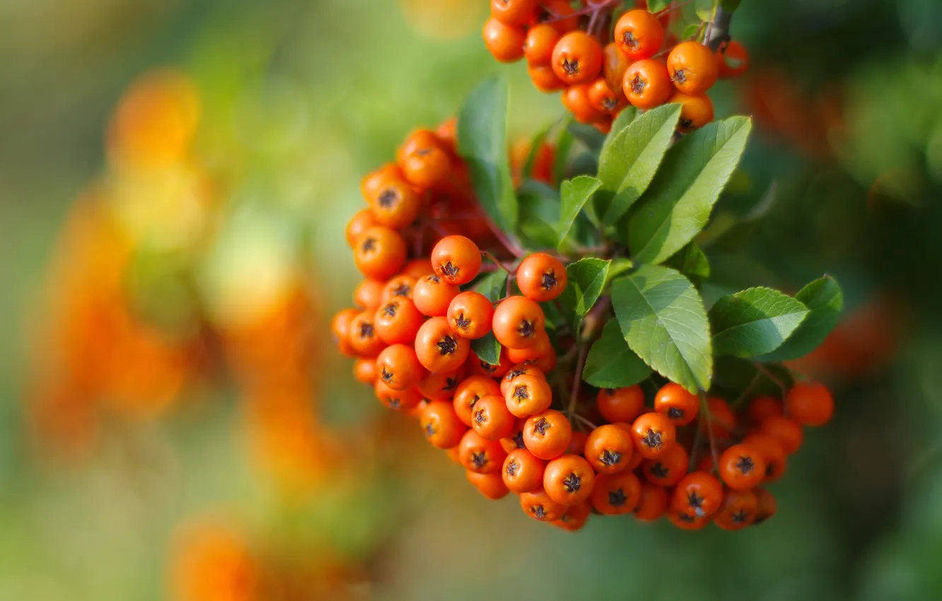Photo wallpaper autumn, leaves, macro, branches, green, berries, background, bright