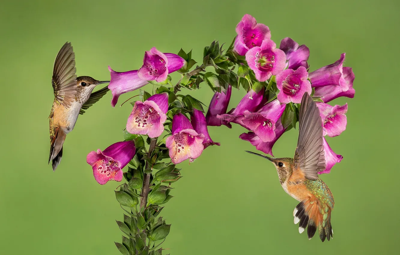 Photo wallpaper flowers, background, Hummingbird