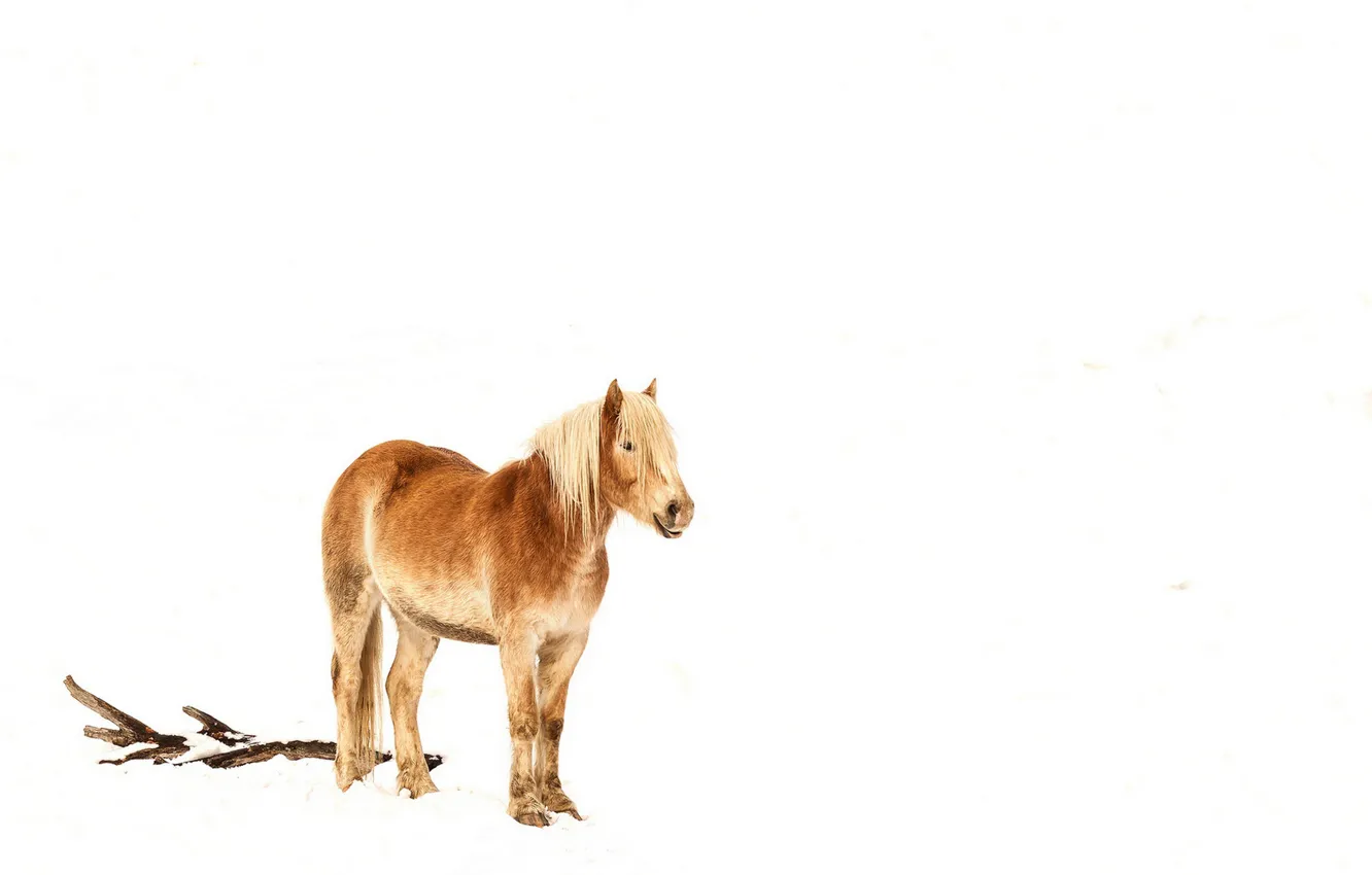 Photo wallpaper nature, background, horse