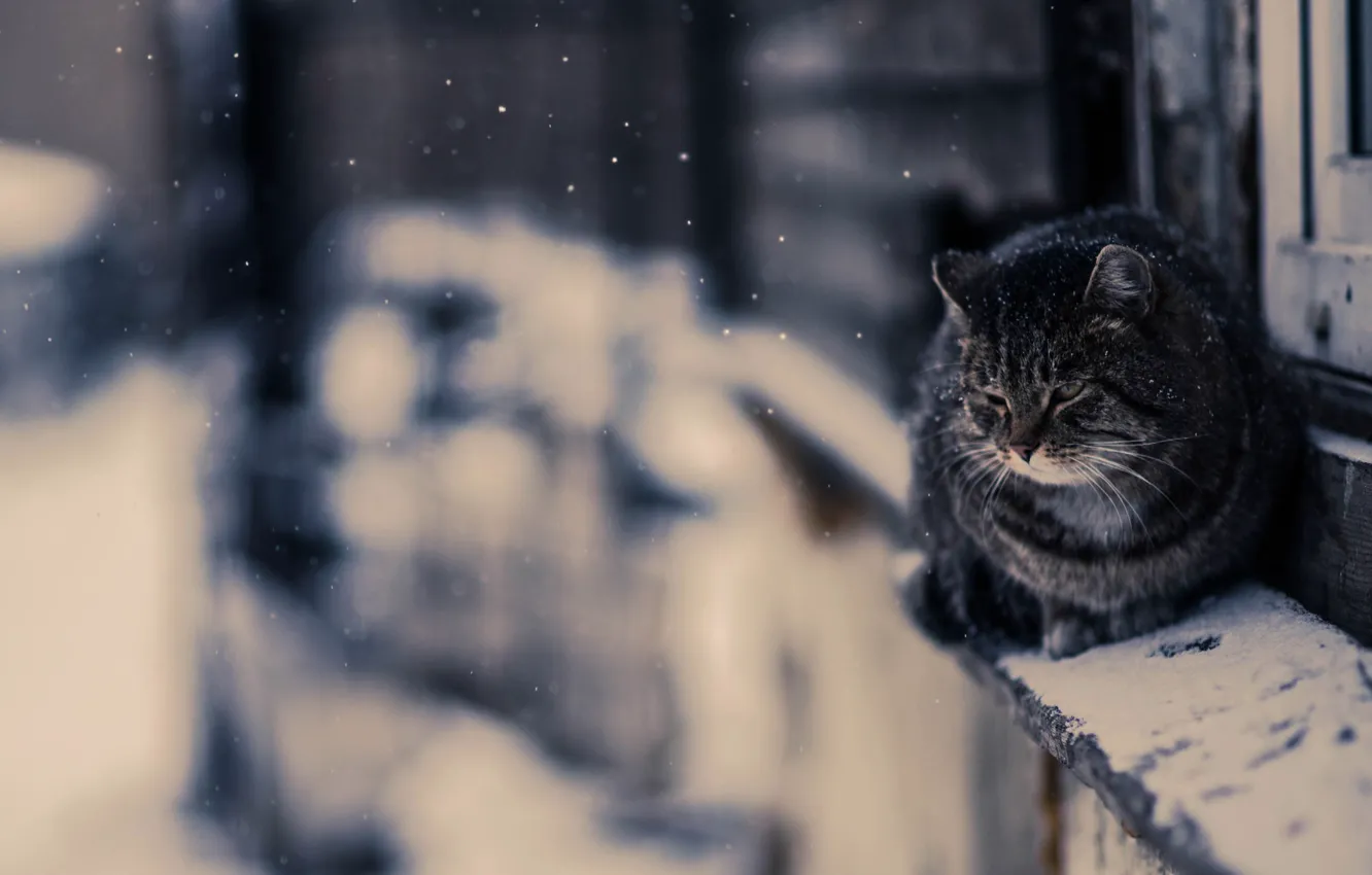 Photo wallpaper Photo, Snow, Cat, Snow, Wallpaper, Cat, The Wallpapers, Irkutsk