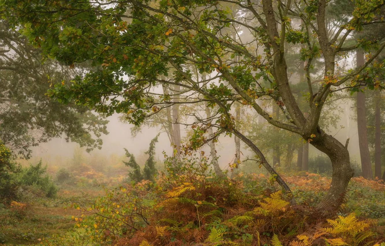 Photo wallpaper autumn, forest, trees, fog