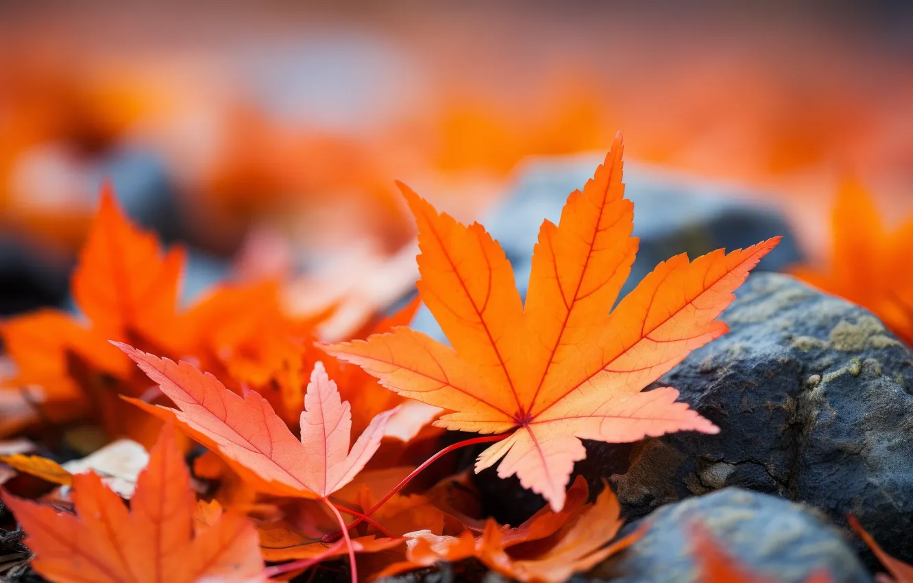 Photo wallpaper NATURE, STONES, LEAVES, AUTUMN, MAPLE