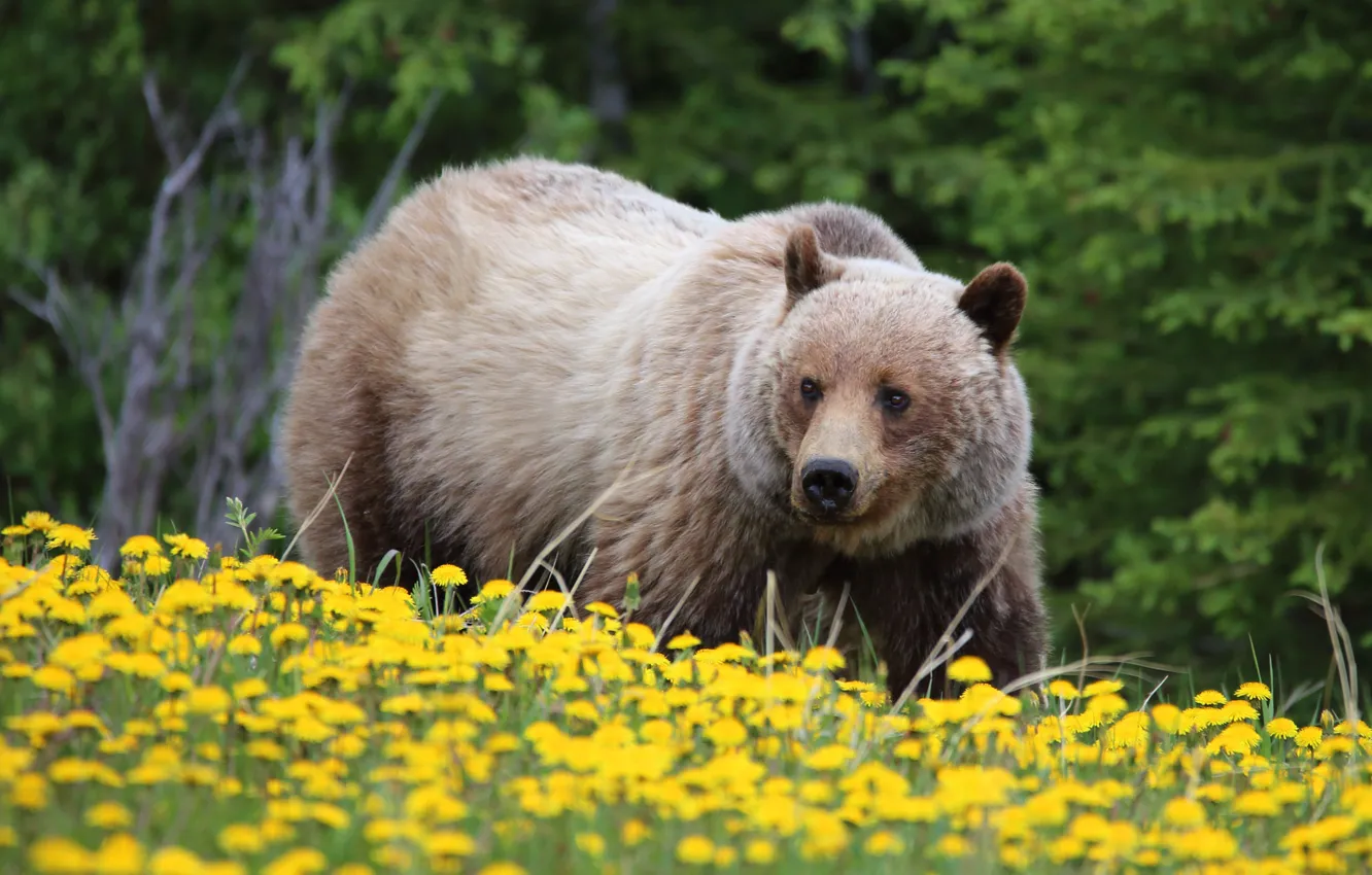 Photo wallpaper flowers, bear, dandelions, grizzly