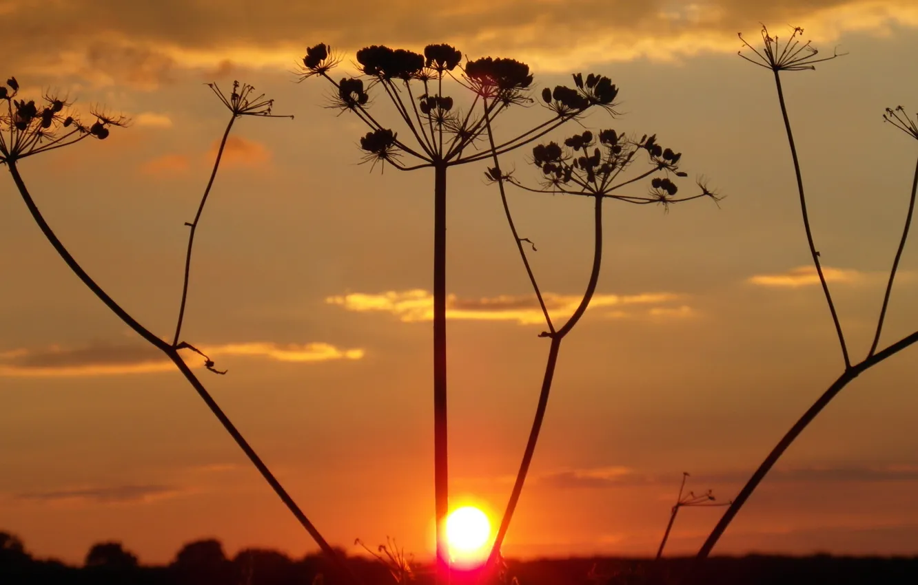 Photo wallpaper the sky, clouds, macro, sunset, plant