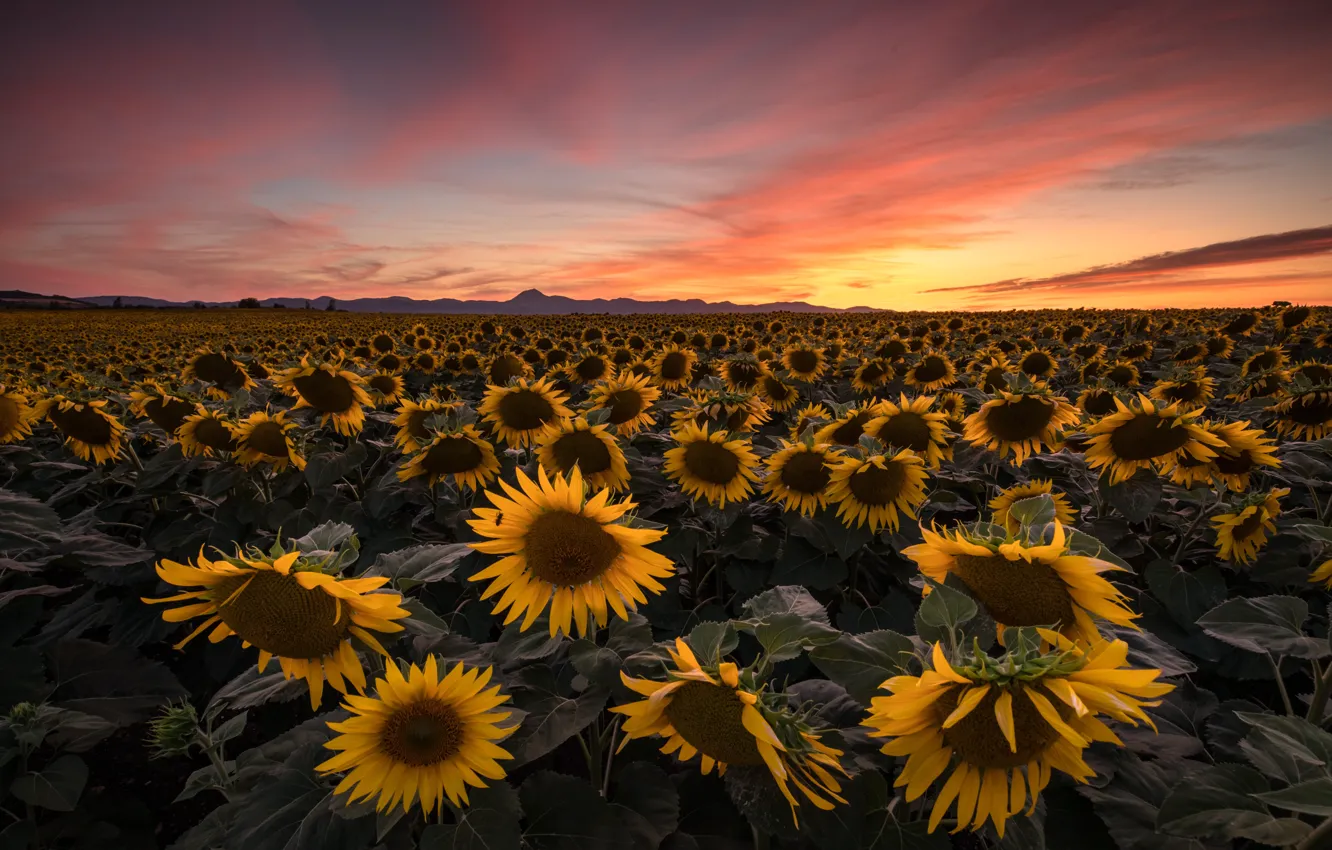 Photo wallpaper field, summer, the sky, clouds, sunflowers, sunset, flowers, the evening