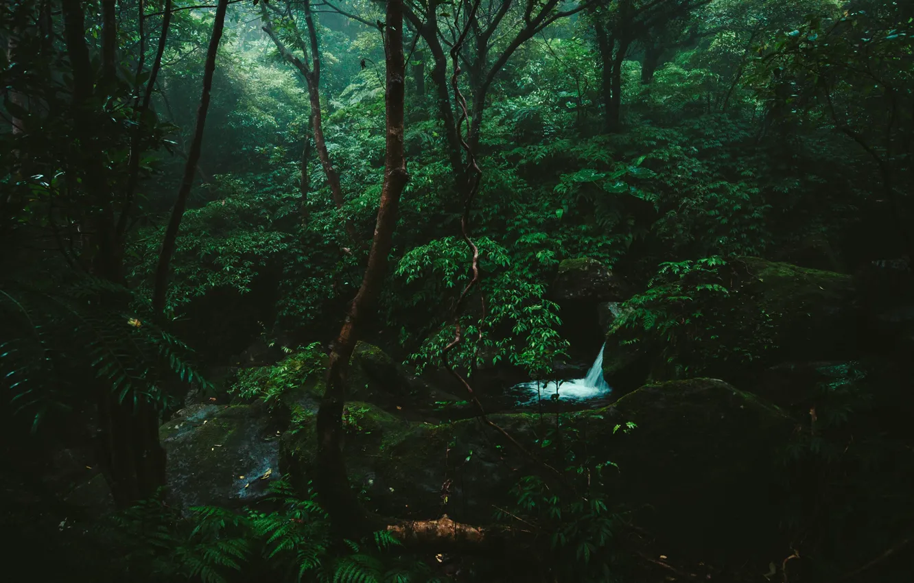 Photo wallpaper forest, trees, nature, stream, stones