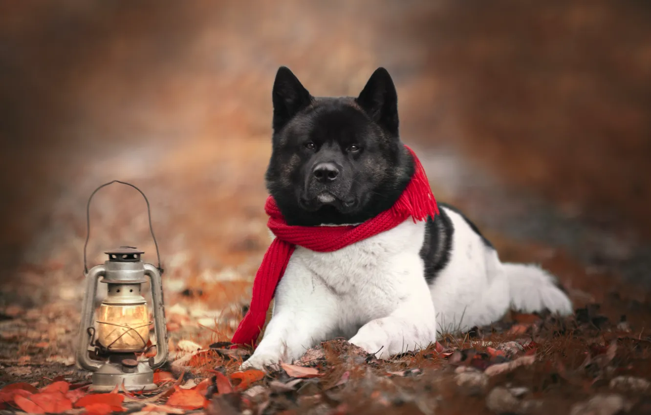 Photo wallpaper autumn, nature, animal, dog, scarf, lantern, dog, Akita inu