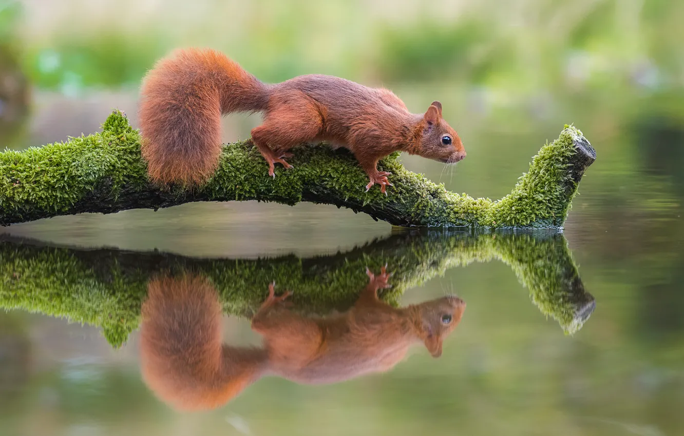 Photo wallpaper water, nature, reflection, animal, protein, snag, animal, rodent