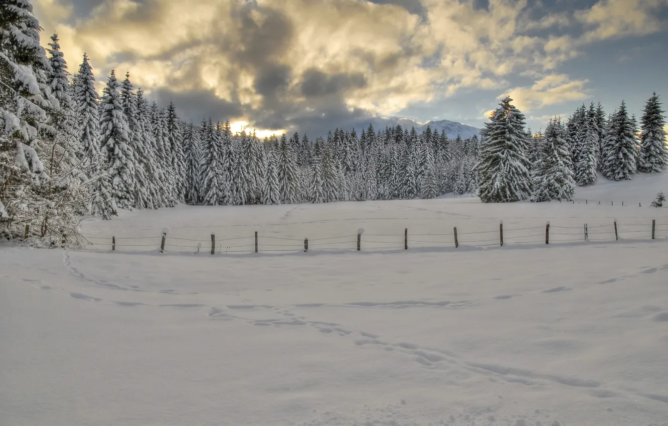Photo wallpaper winter, forest, the sky, clouds, snow, trees, traces, Nature