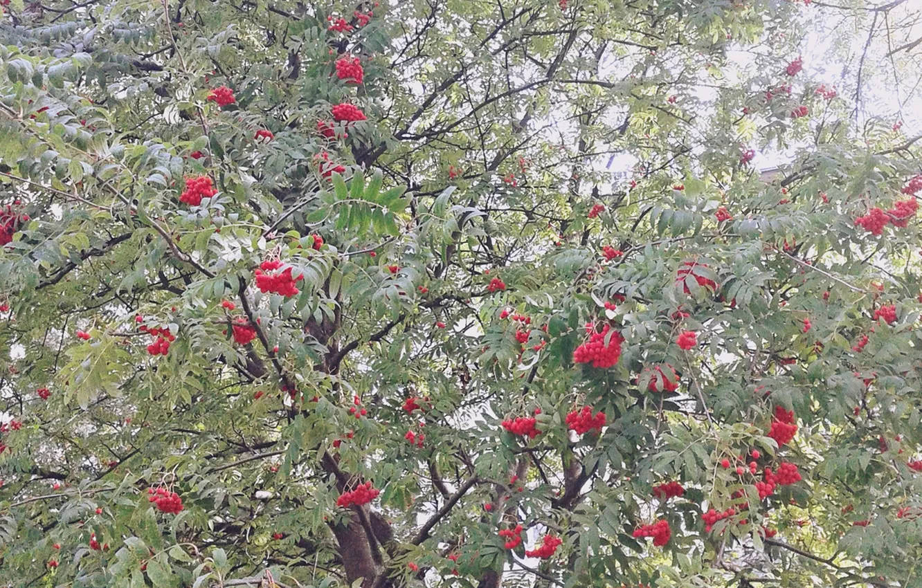 Photo wallpaper autumn, berries, Rowan, September 2024