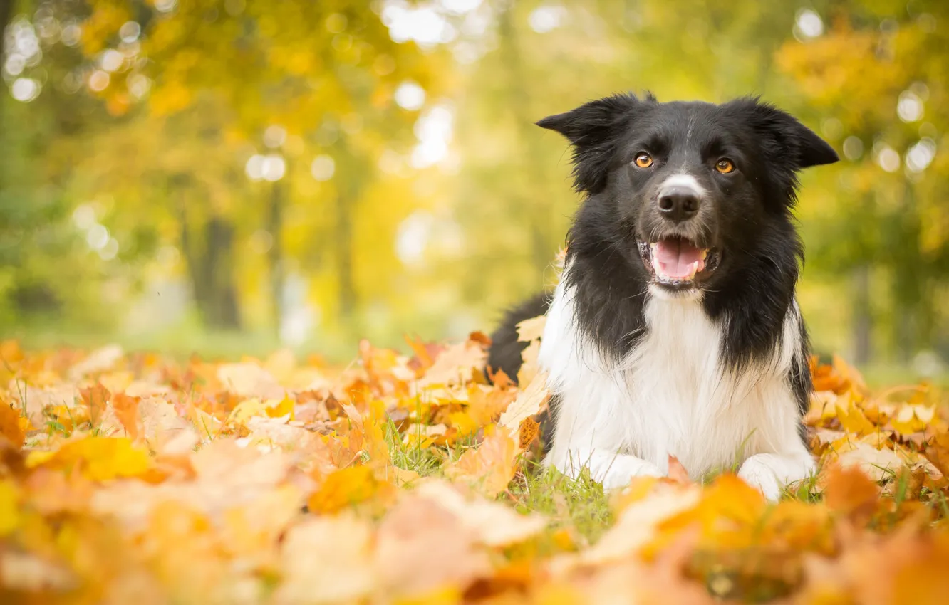 Photo wallpaper autumn, leaves, dog