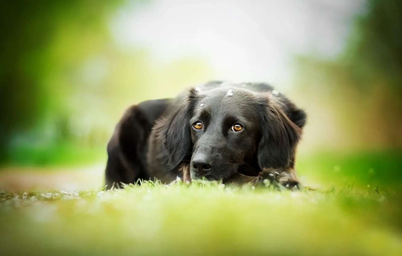 Photo wallpaper dog, black, weed, bokeh, The most beautiful eyes