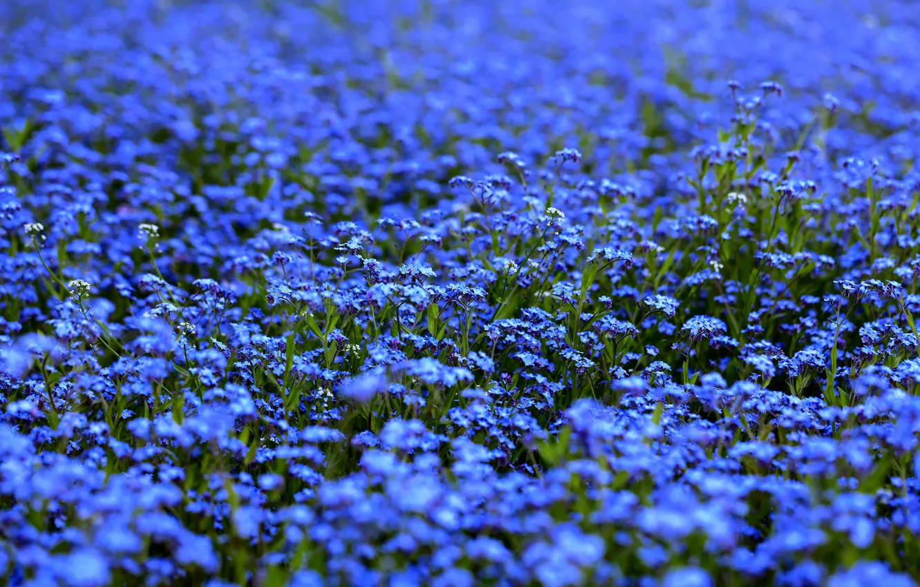Photo wallpaper flowers, blue, glade, a lot, forget-me-nots