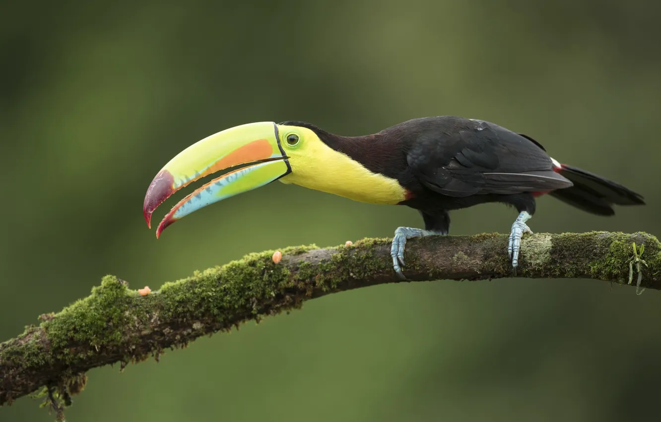 Photo wallpaper branches, nature, bird, beak, Toucan