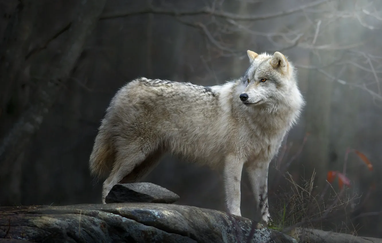 Photo wallpaper forest, wolf, predator