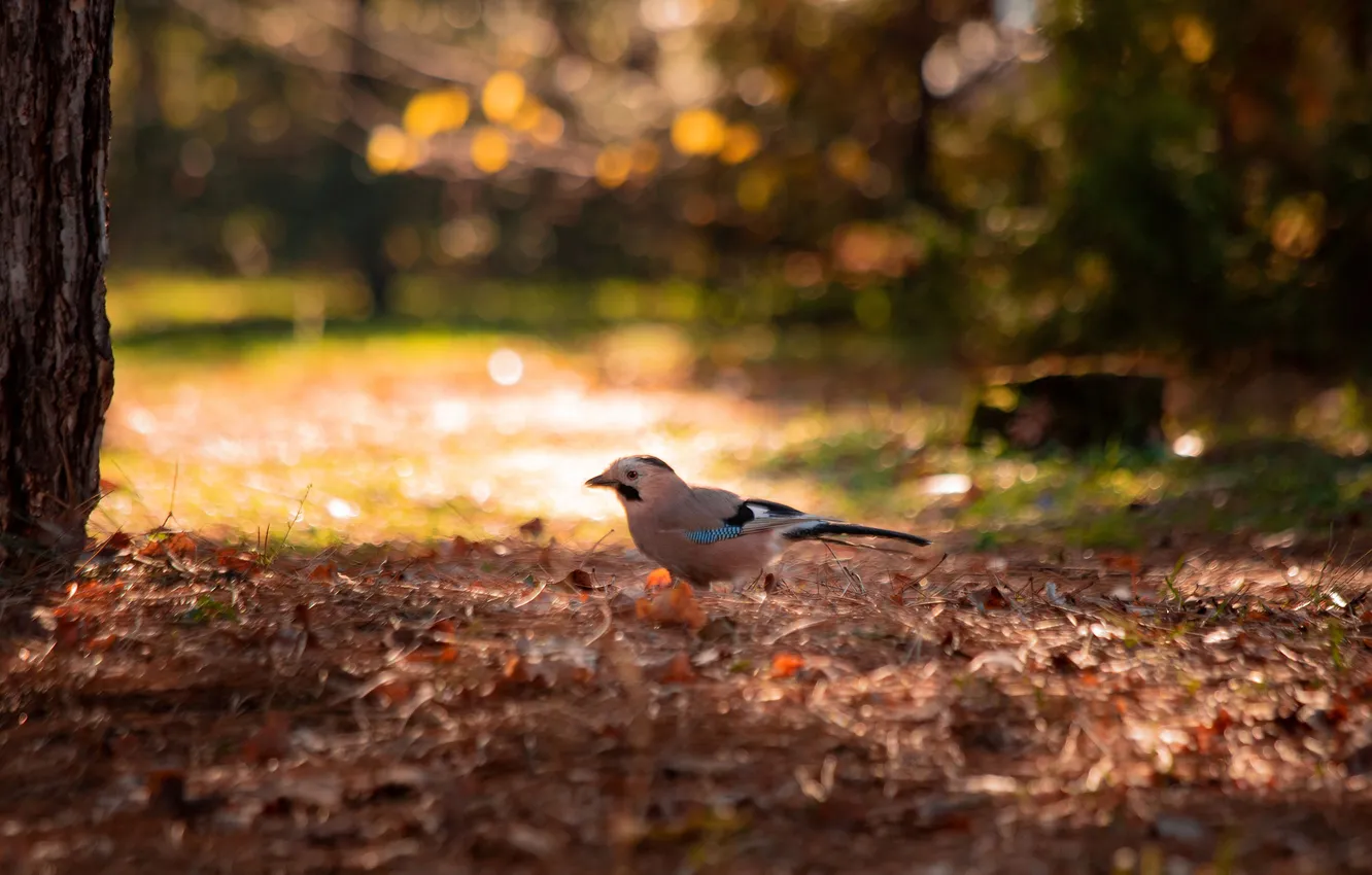 Photo wallpaper forest, nature, bird, Jay, Alexander Zamyatin