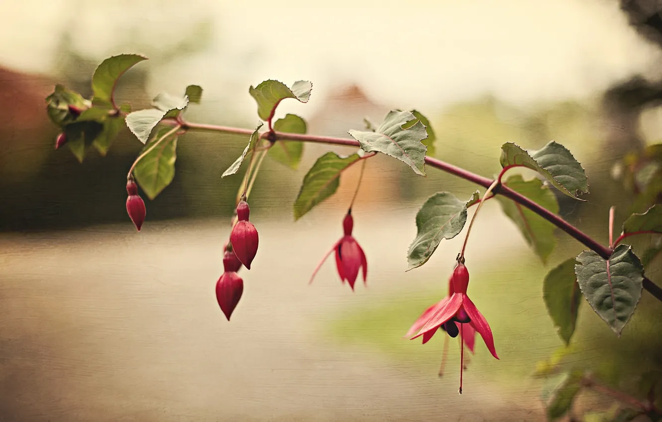 Photo wallpaper macro, flowers, style, background