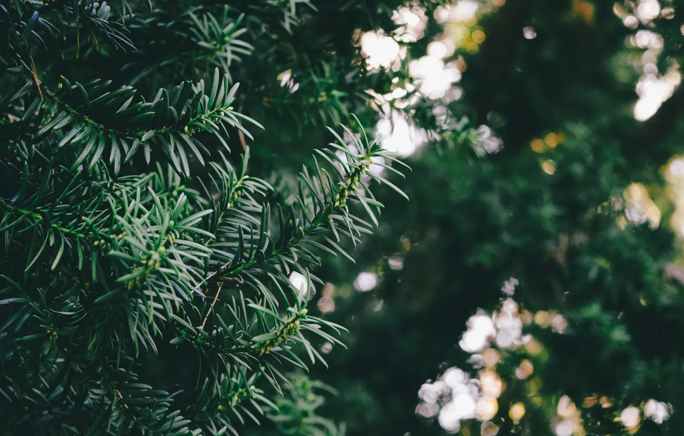 Photo wallpaper leaves, green, tree, bokeh