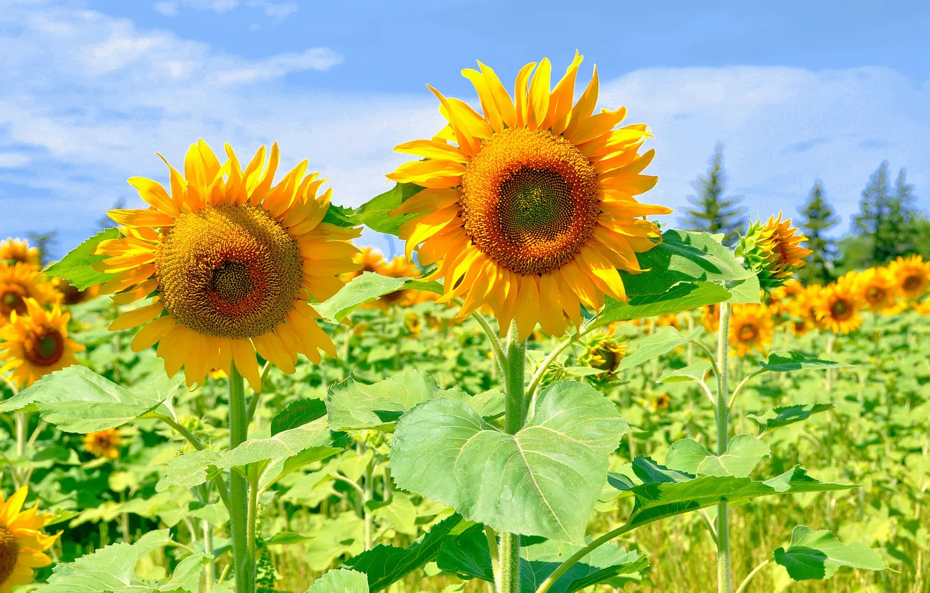Photo wallpaper field, the sky, clouds, sunflowers, flowers