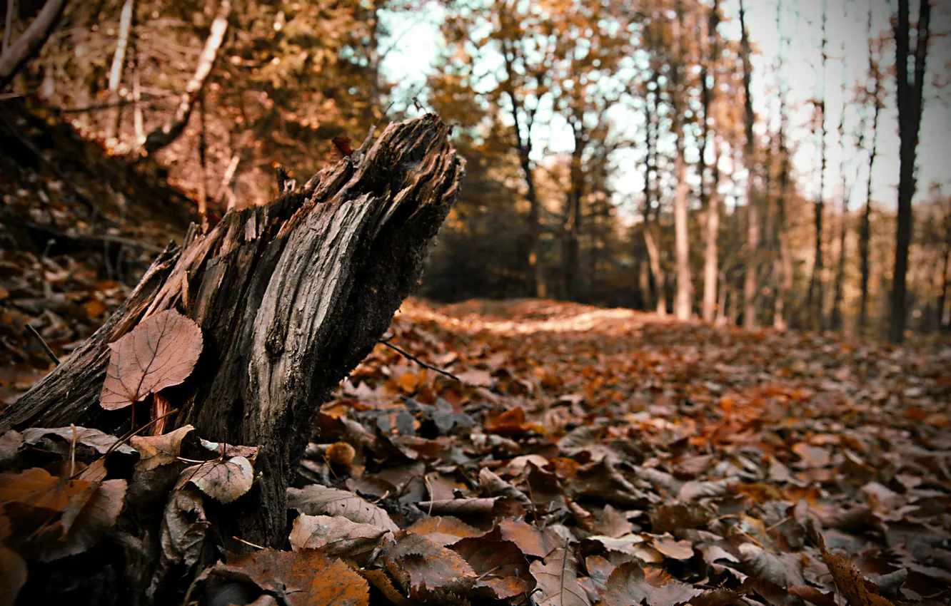 Photo wallpaper autumn, the sky, the wreckage, leaves, trees, stump, time of the year, fallen