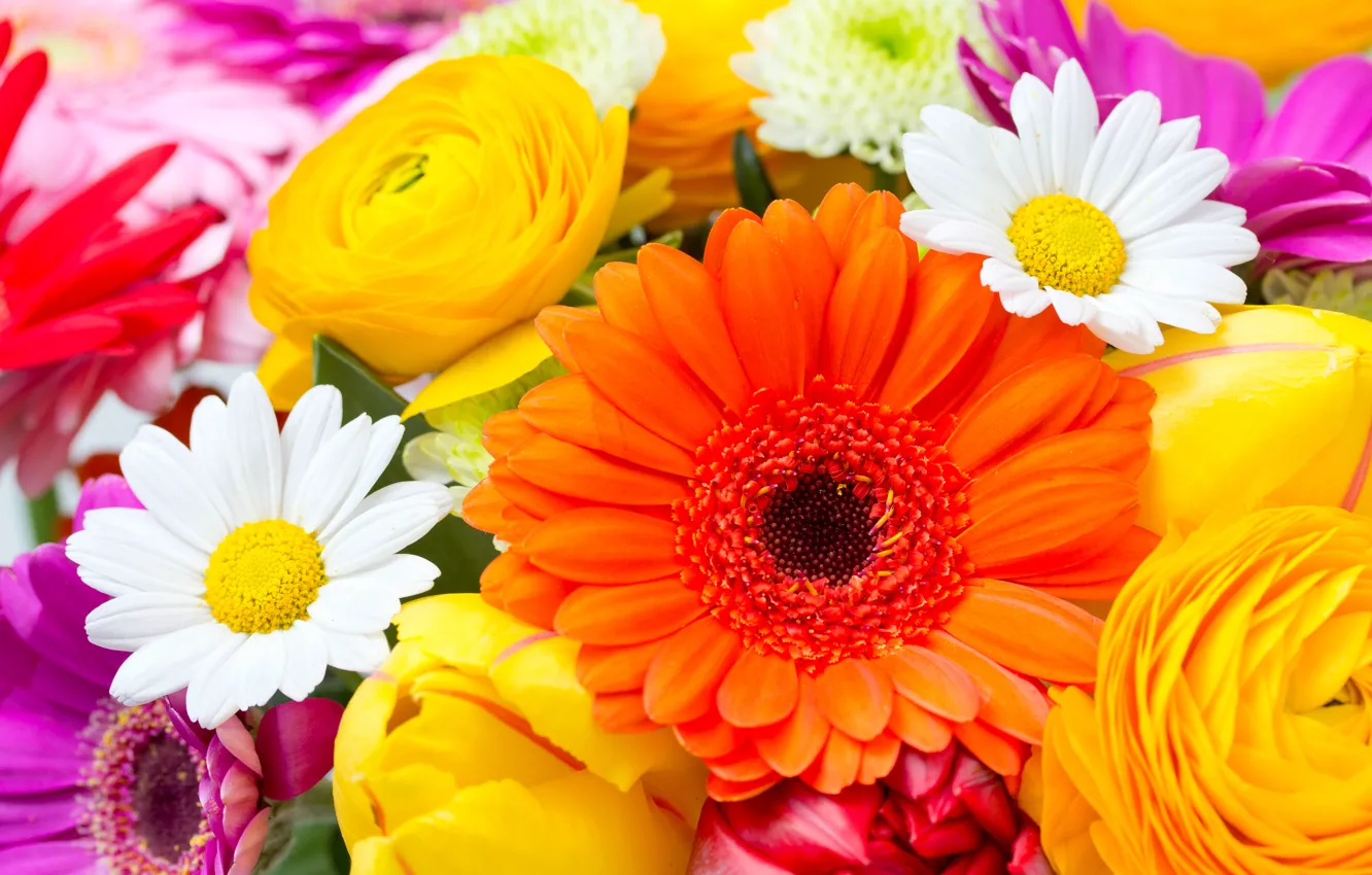 Photo wallpaper flowers, chamomile, tulips, gerbera, flowers, tulips, daisies, gerberas