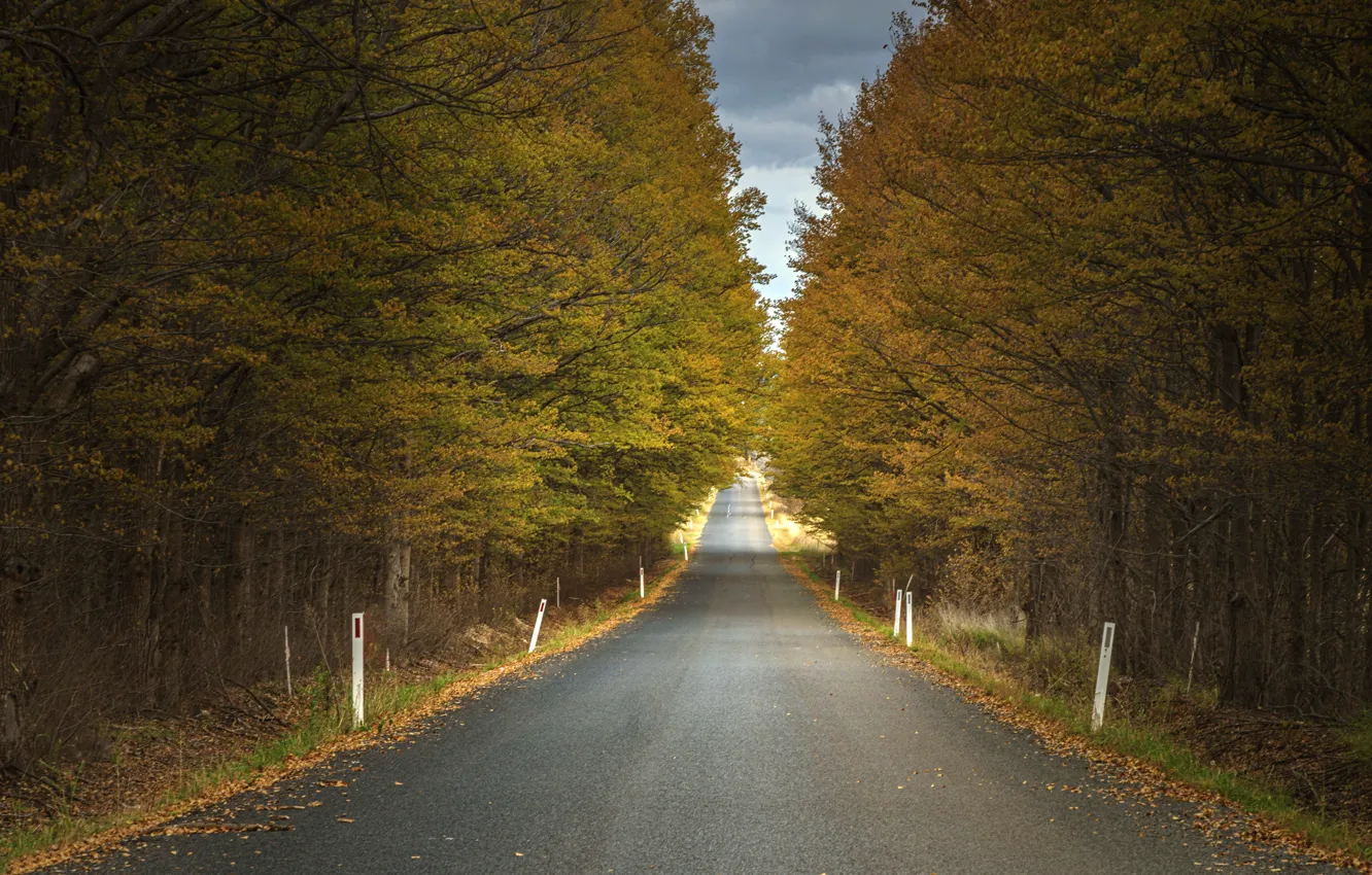 Photo wallpaper road, forest, nature