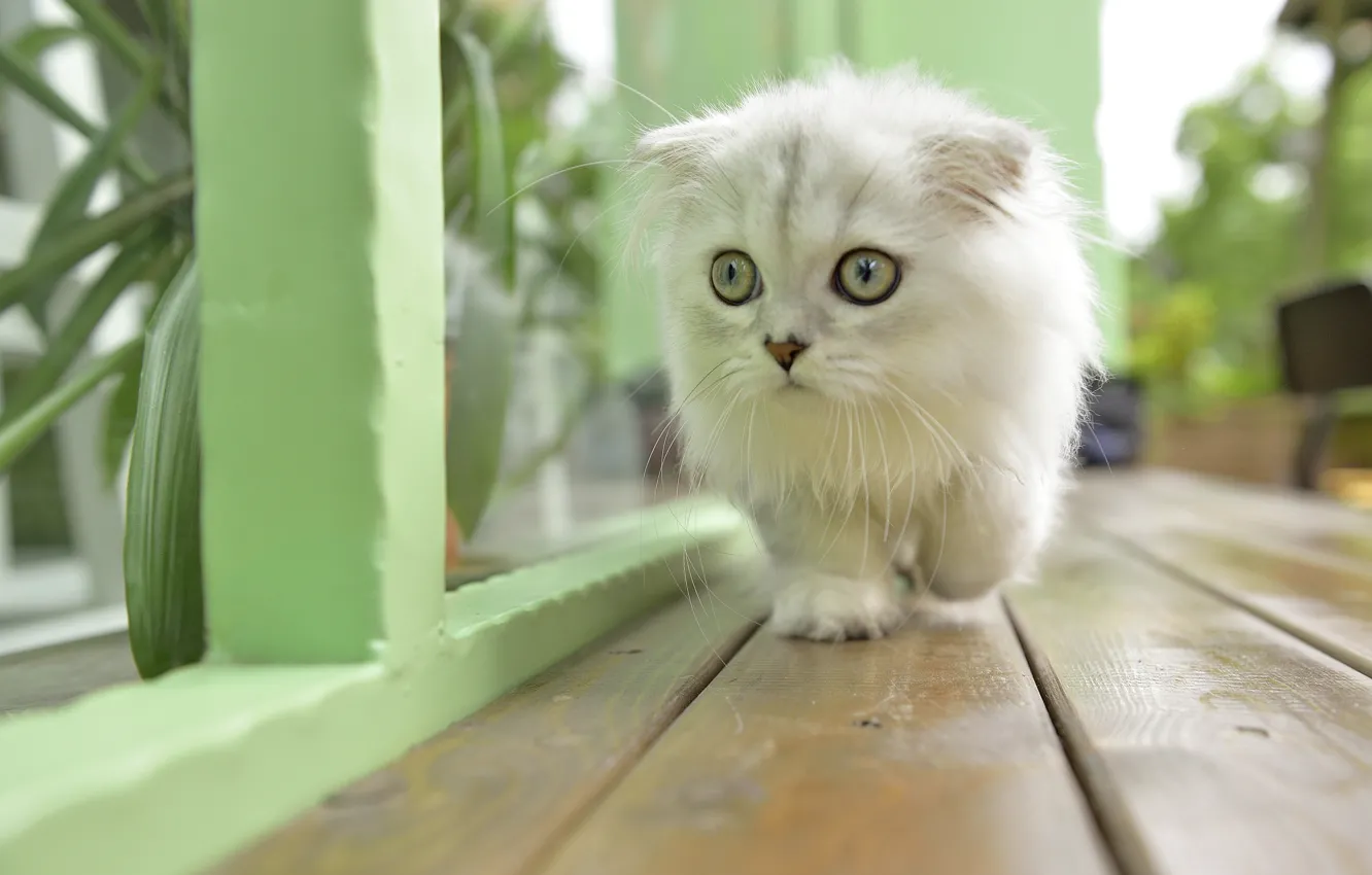 Photo wallpaper cat, eyes, cat, mustache, Koshak