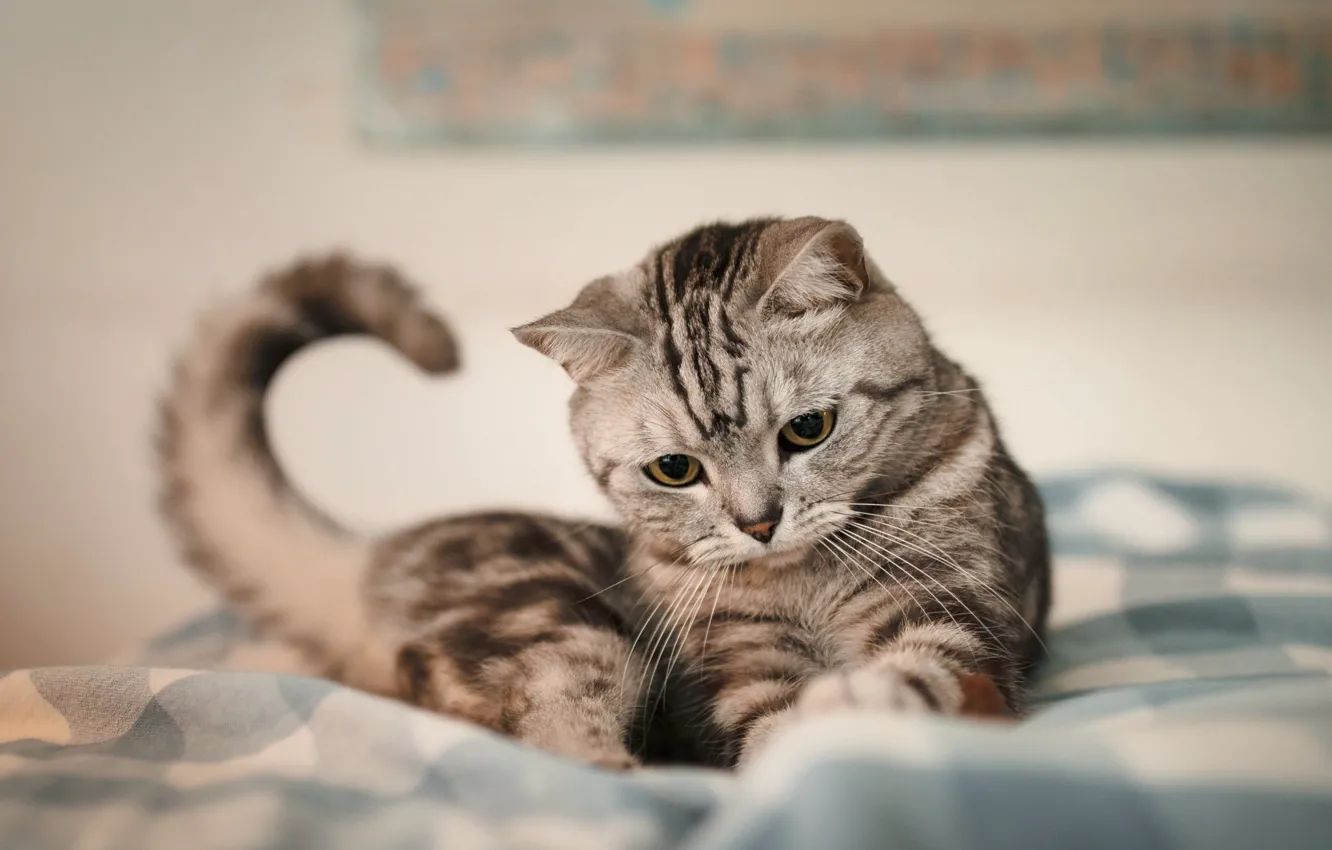 Photo wallpaper kitty, pose, look, cat, lies, tabby, ponytail, bed