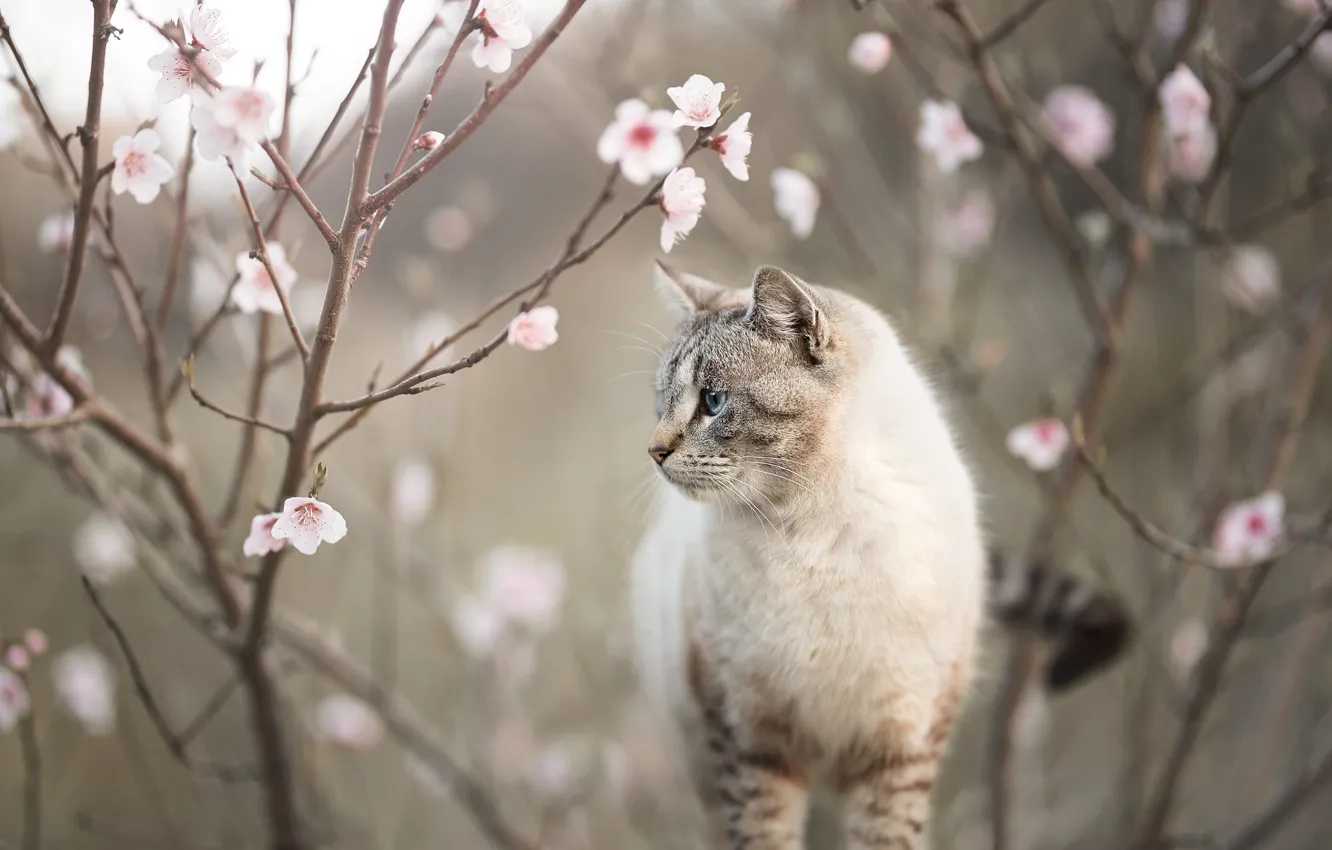 Photo wallpaper cat, cat, flowers, branches, nature, spring, profile, flowering