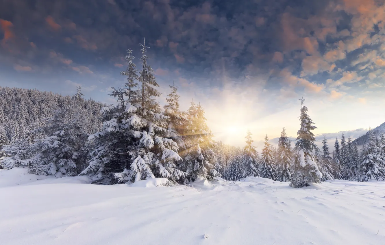 Photo wallpaper winter, forest, the sun, snow, dawn, tree