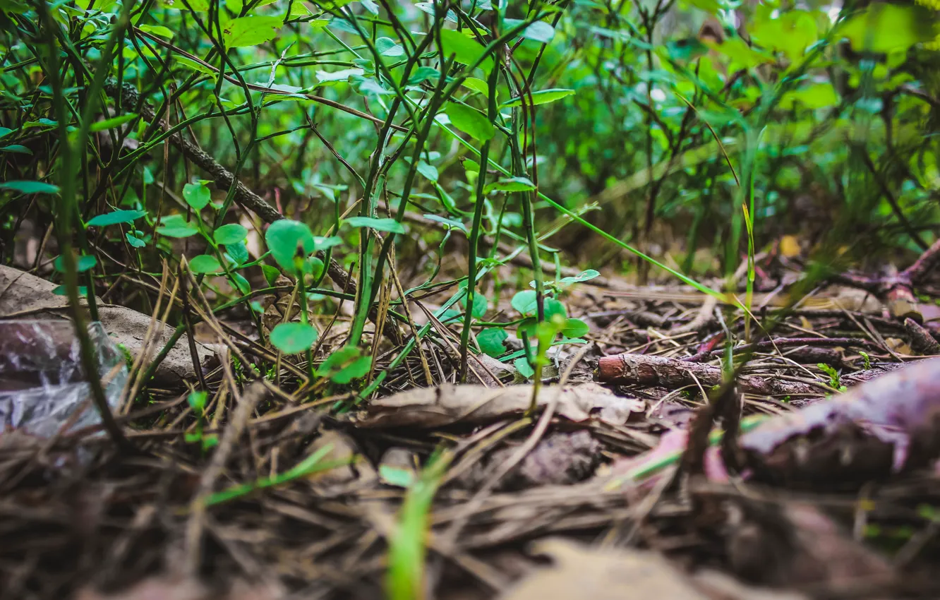 Photo wallpaper grass, Forest, blueberries