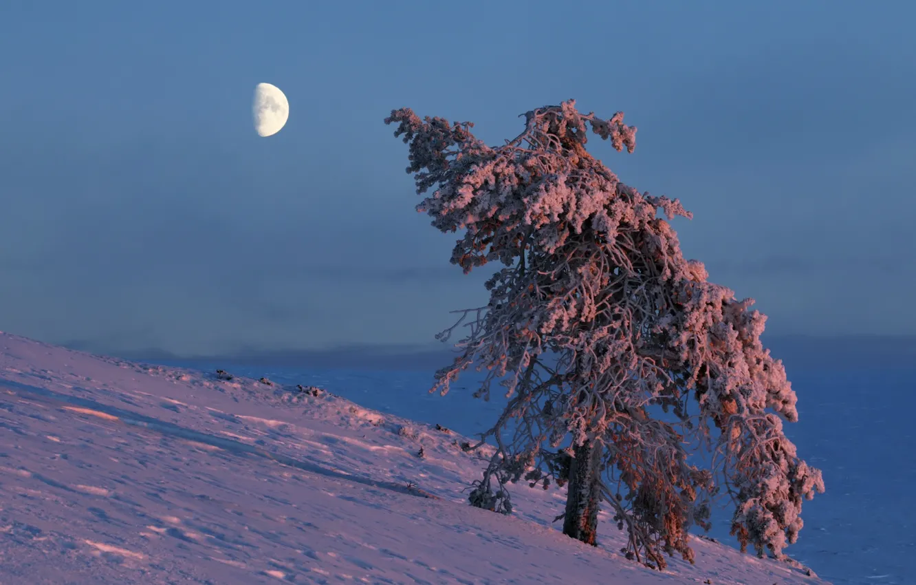 Photo wallpaper winter, tree, the moon