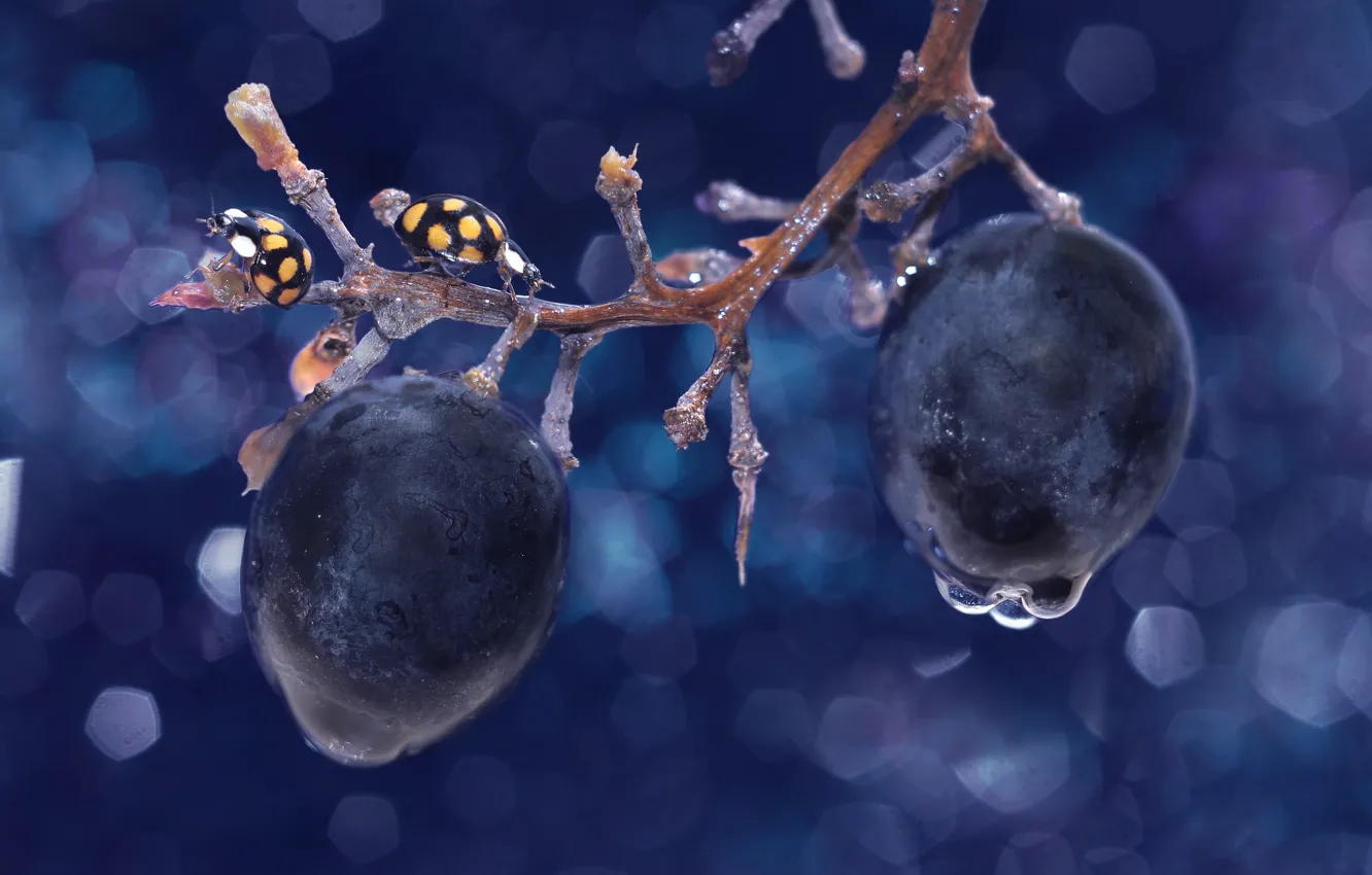 Photo wallpaper drops, macro, ladybug, ice, branch, grapes, bugs