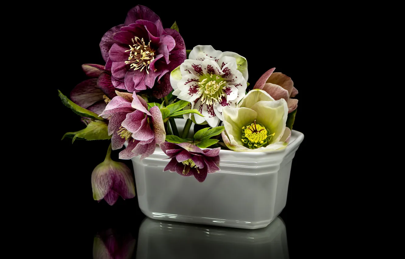 Photo wallpaper black background, a bunch, hellebore