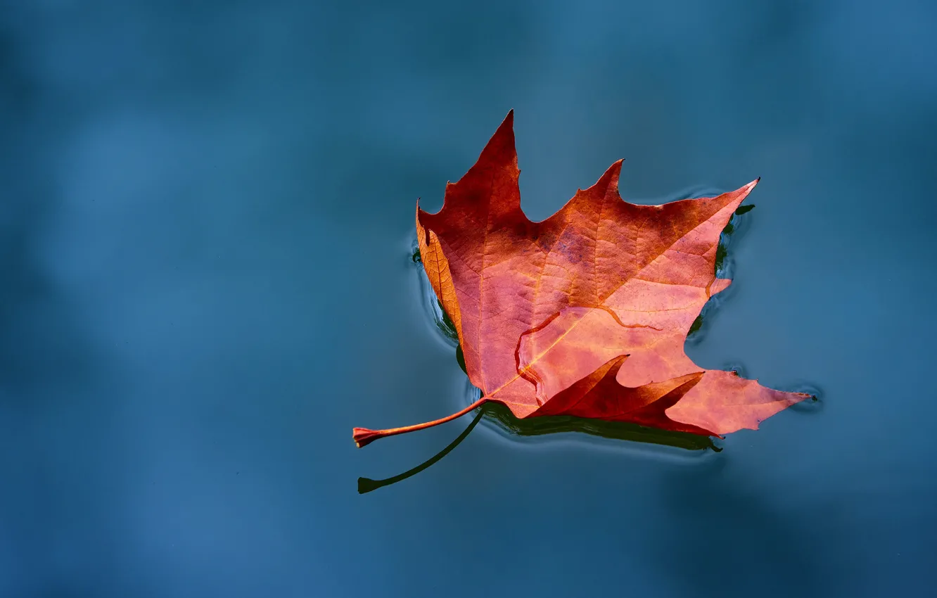 Photo wallpaper autumn, water, red, leaf, pond, floats, autumn, maple