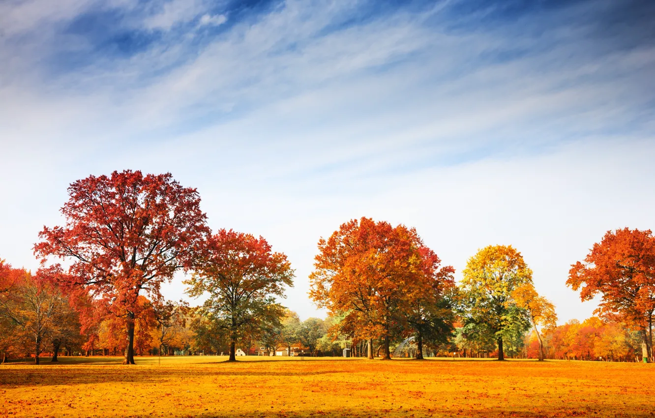 Photo wallpaper autumn, trees, Park