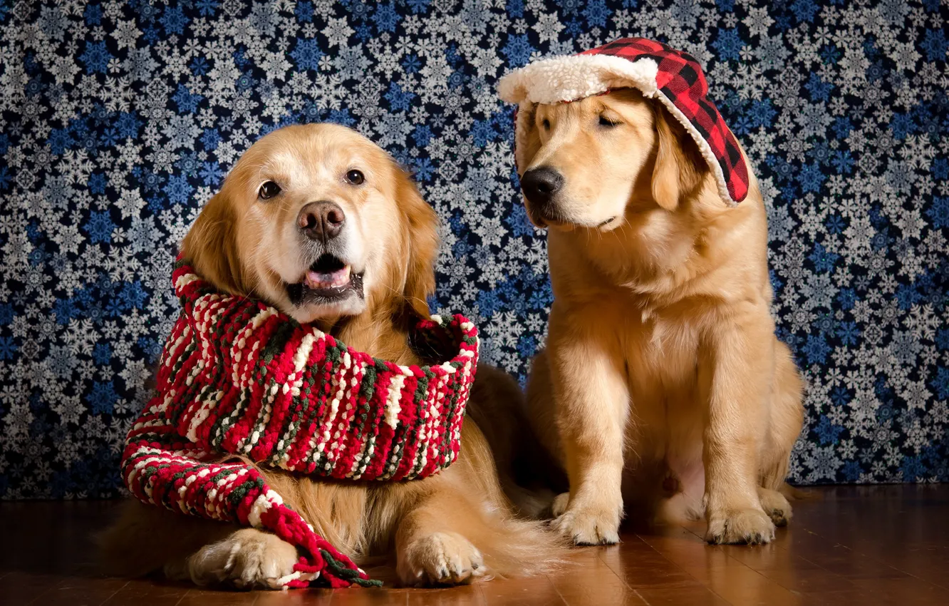 Photo wallpaper scarf, Golden, Retriever