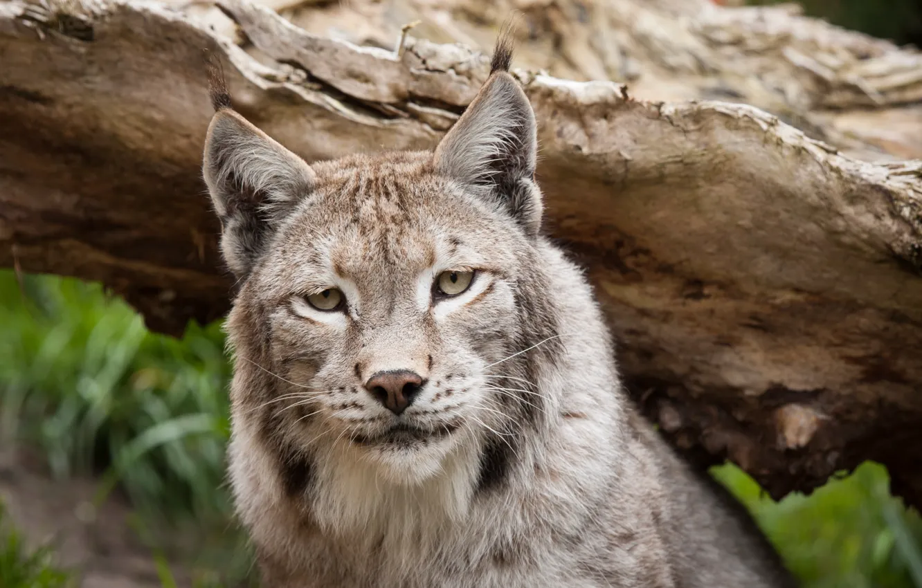 Photo wallpaper cat, look, face, snag, lynx