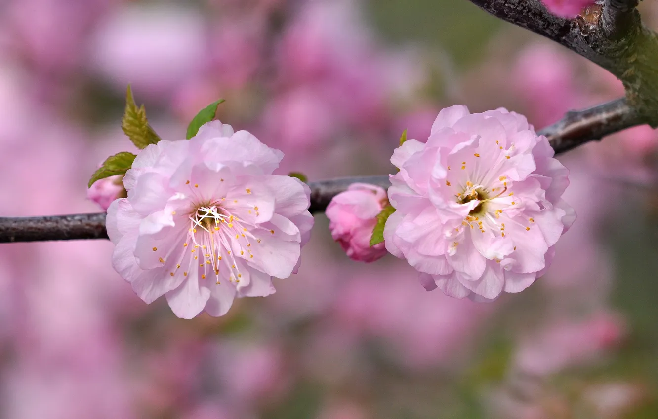 Photo wallpaper macro, branches, cherry, Sakura, pink