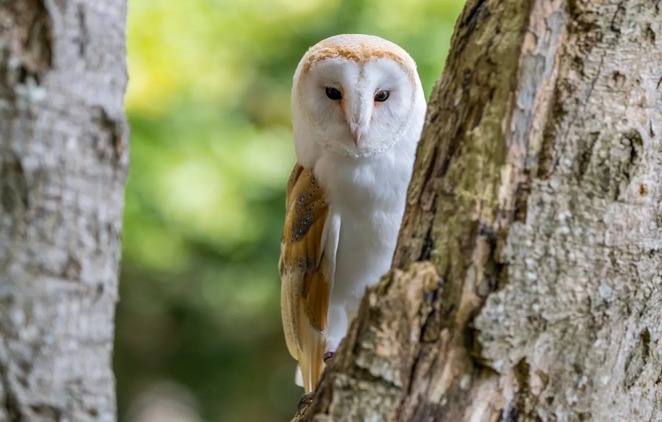 Photo wallpaper look, trees, owl, bird, trunk, bark, bokeh, the barn owl
