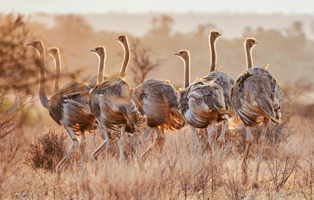 Photo wallpaper field, bird, pack, ostrich