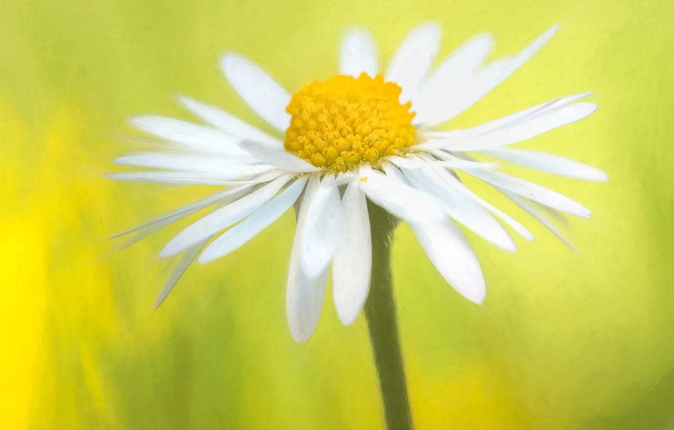 Photo wallpaper flower, Daisy, white, art processing