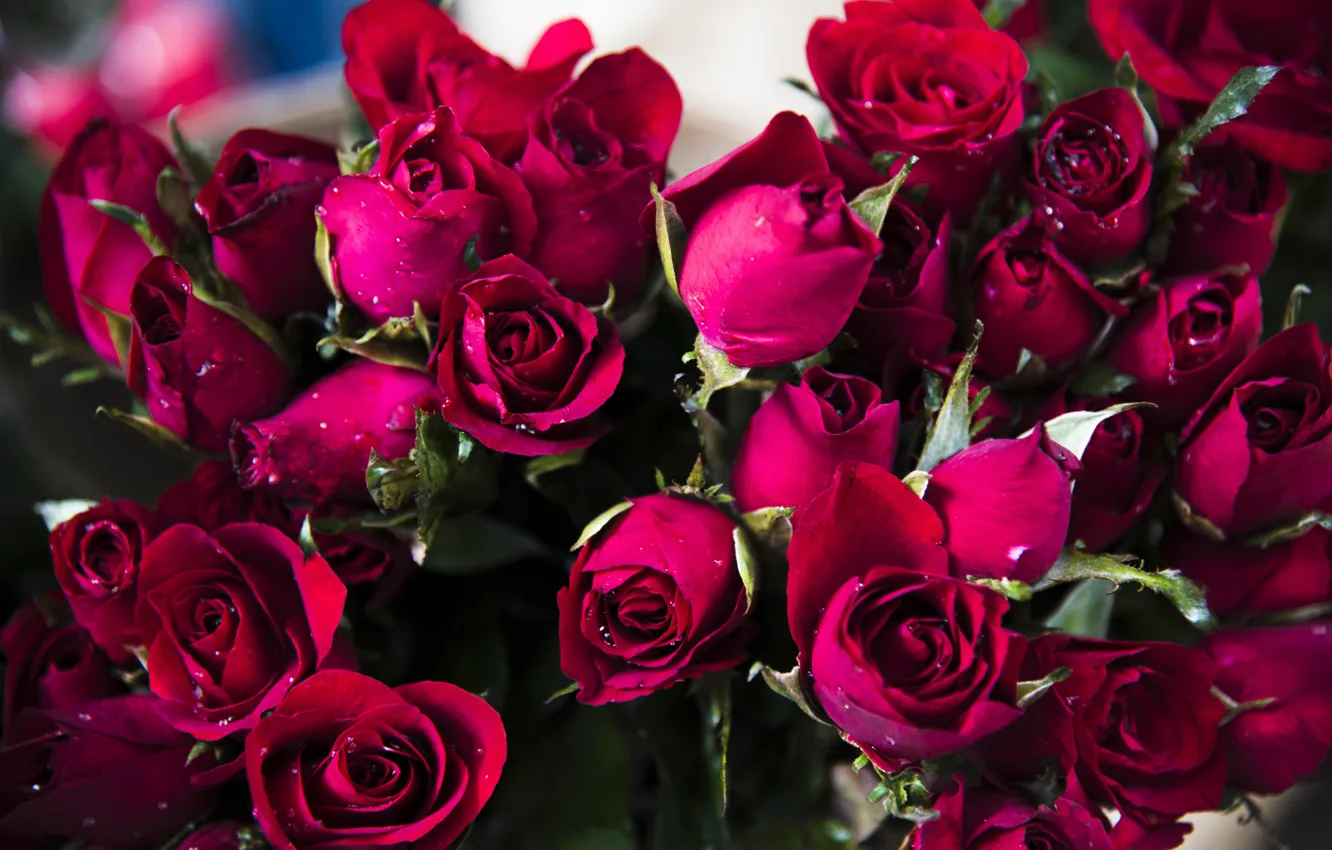 Photo wallpaper leaves, drops, flowers, roses, bouquet, pink, buds, a lot