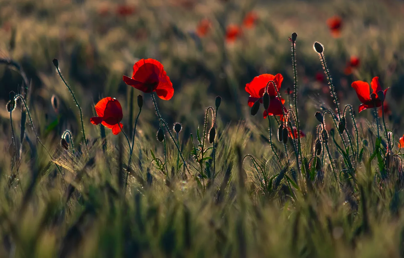 Photo wallpaper flowers, red, rye, Maki, ears