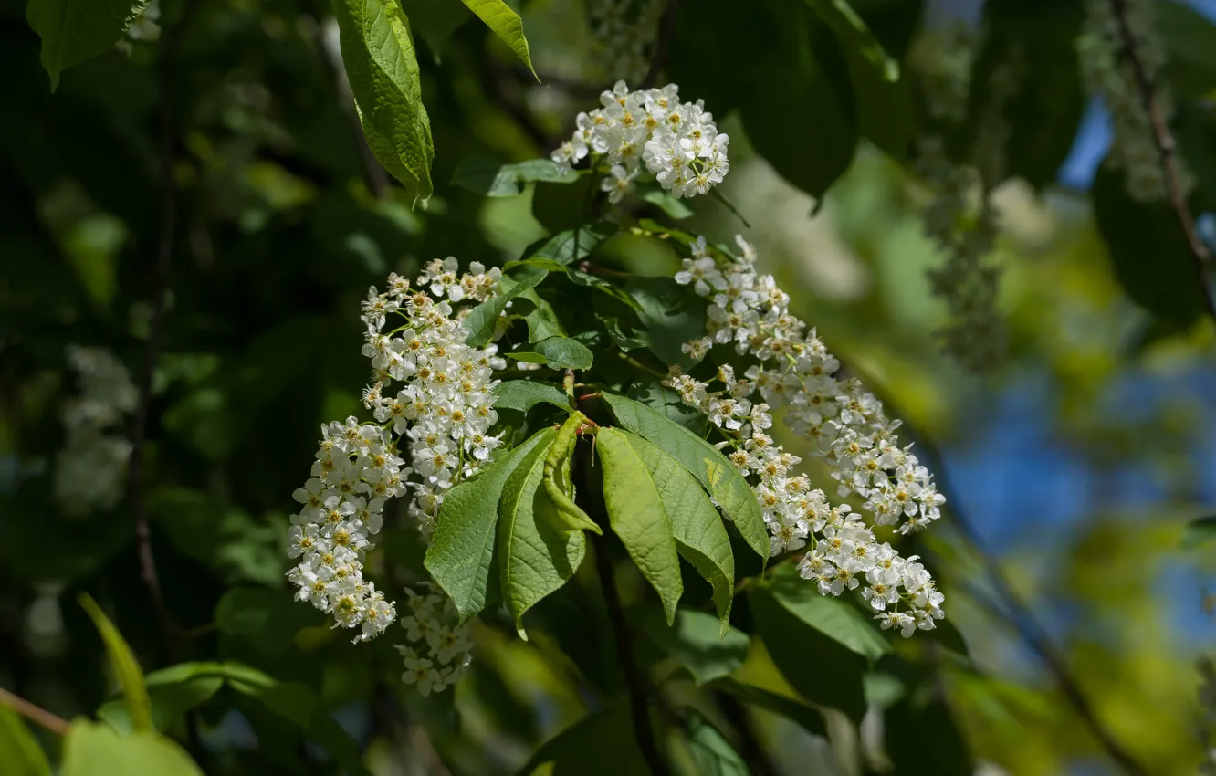 Photo wallpaper trees, background, spring, flowering, cherry, light and shadow