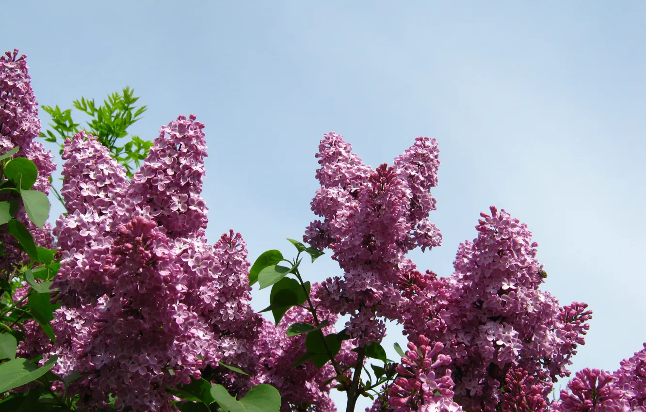 Photo wallpaper spring, lilac, spring, lilac